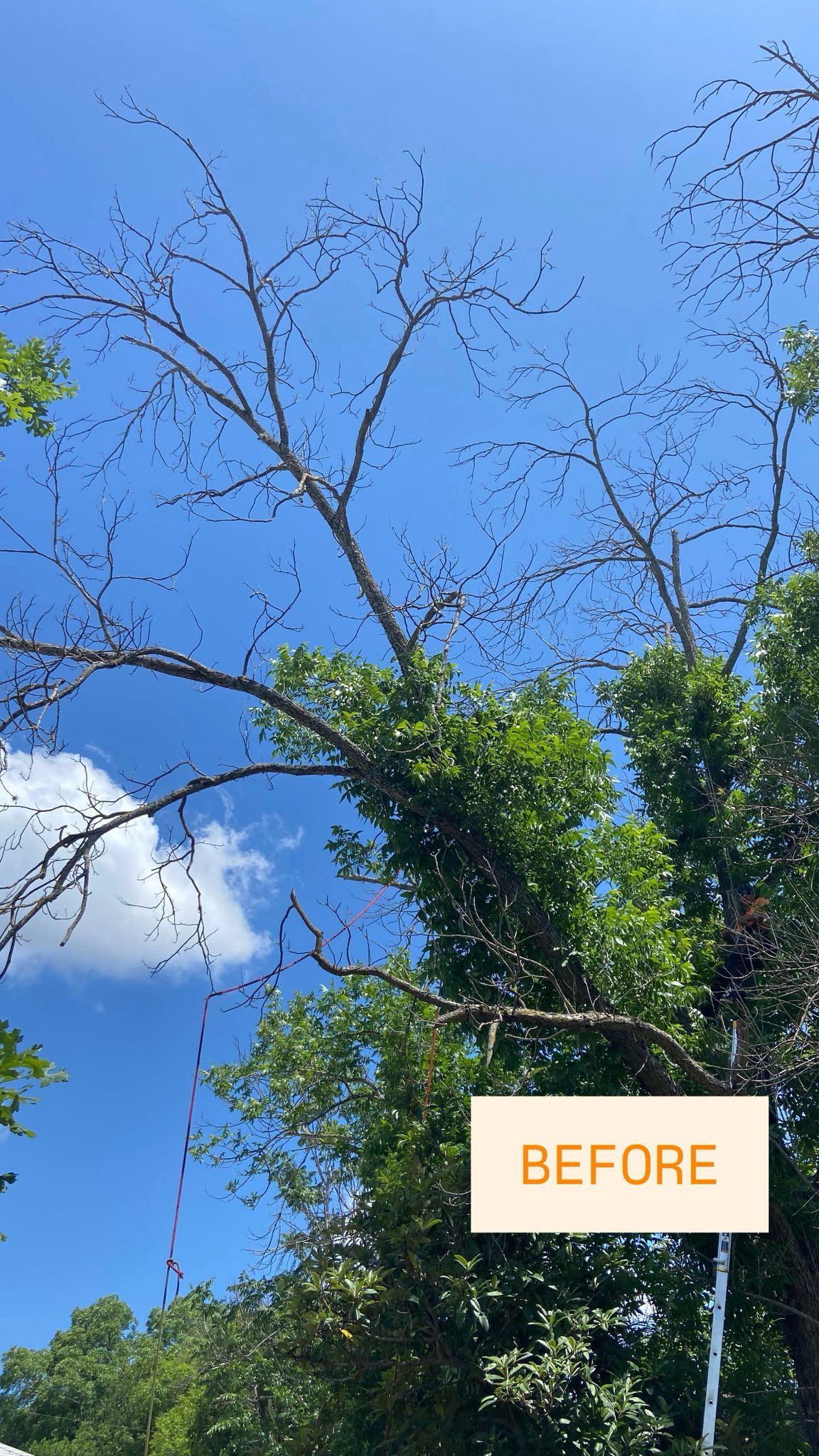 Tree with sparse branches against a blue sky, labeled 