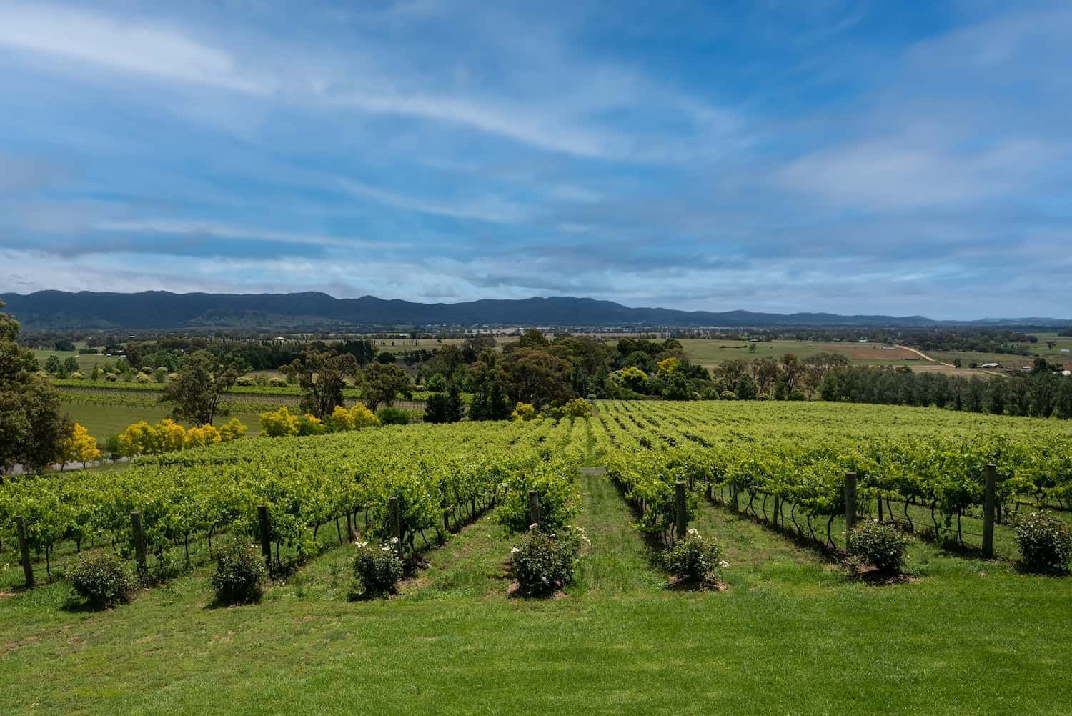 Rows of Beautiful Vines — Service Areas in Dubbo, NSW
