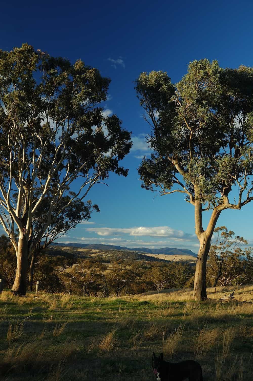Coolah Mountain Range — Service Areas in Coolah, NSW