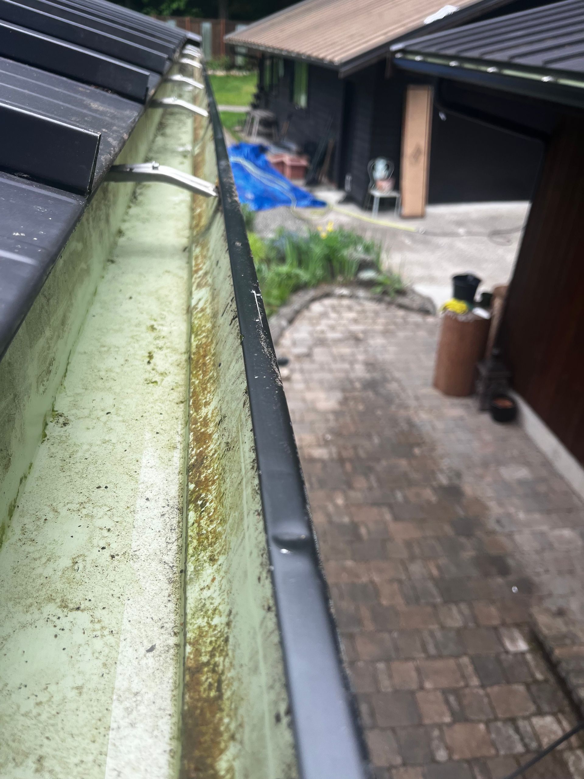 Close-up of a mossy green gutter along a brick-paved courtyard beside a house