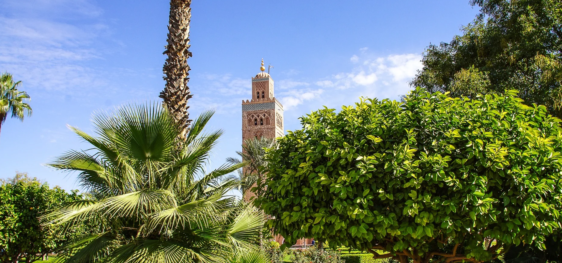 A clock tower is surrounded by trees and palm trees in a park.