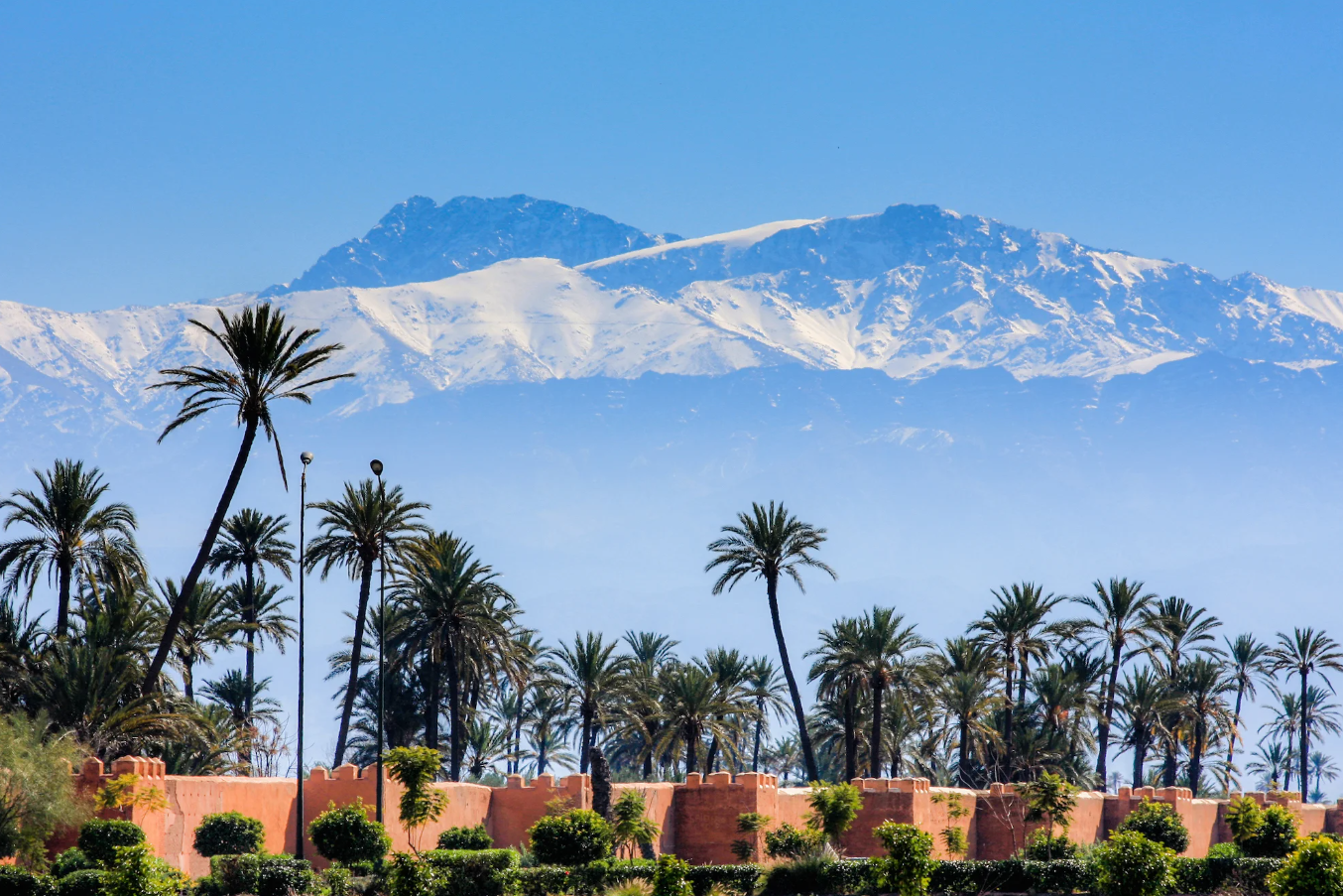 A row of palm trees with snowy mountains in the background.
