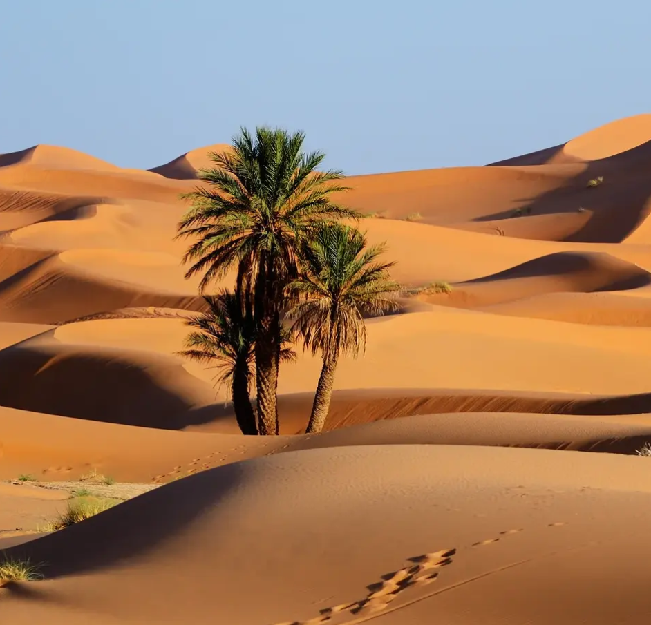 Two palm trees in the middle of a desert