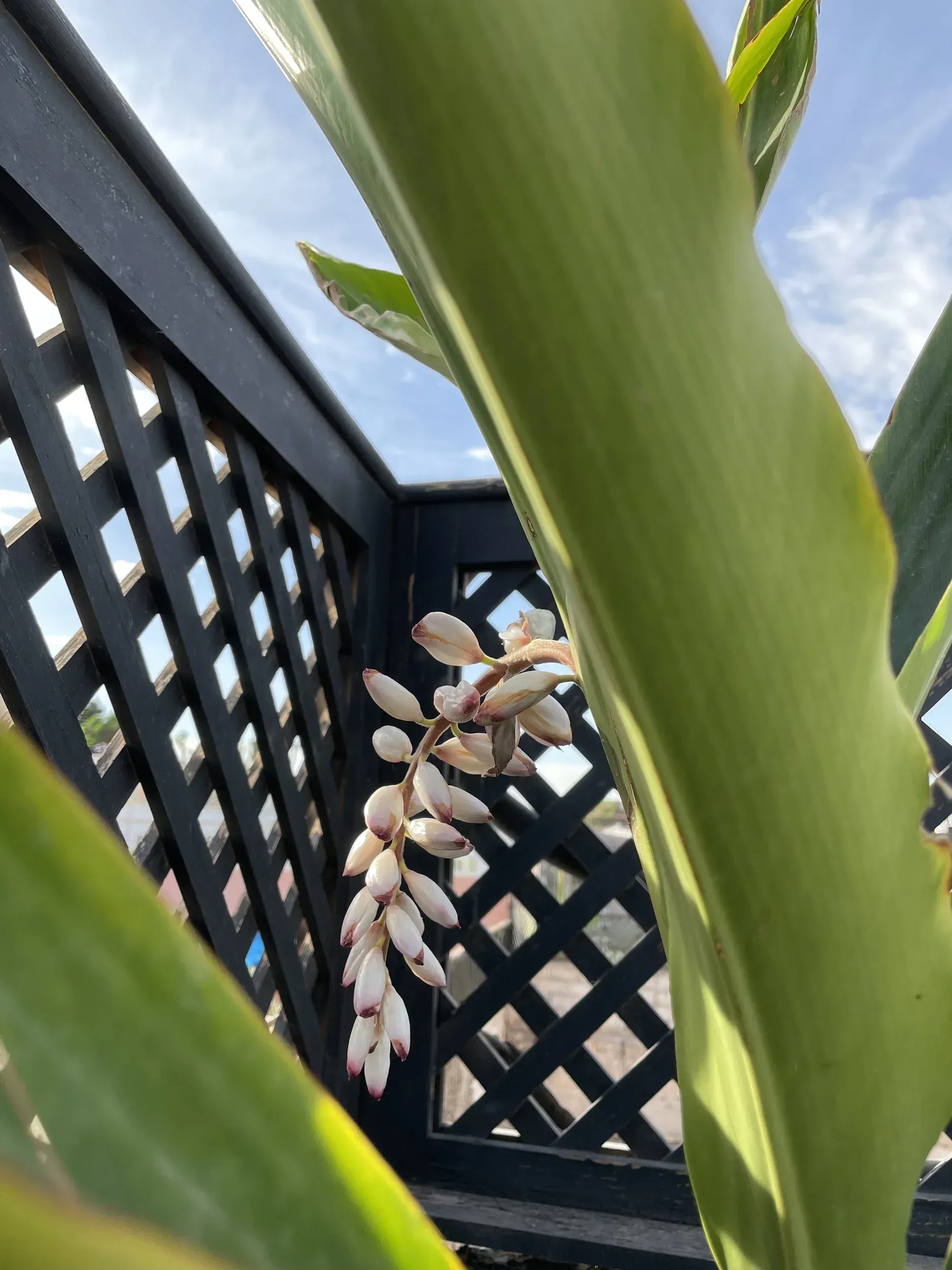 A close up of a plant with a fence in the background