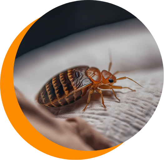 A close up of a bed bug in a circle