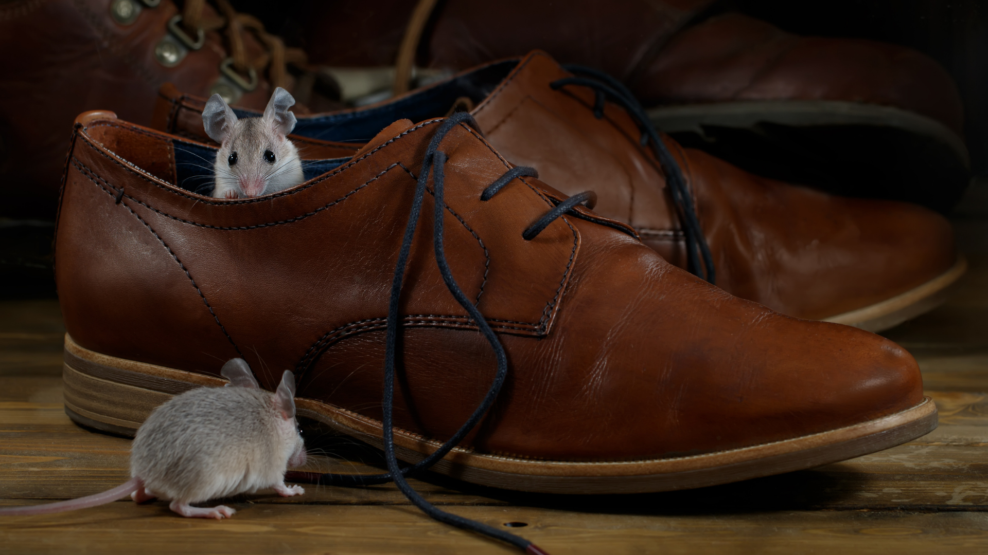Two mice in and around a brown leather shoe; other shoes are in the background.