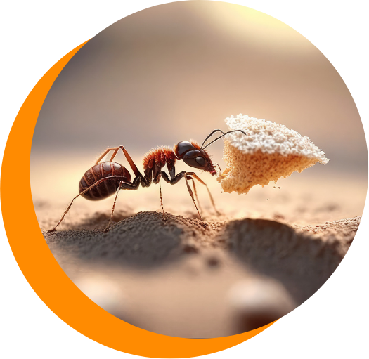 An ant is carrying a piece of bread in its mouth.