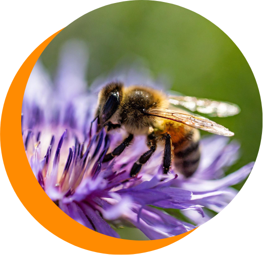 A close up of a wasp on a purple flower