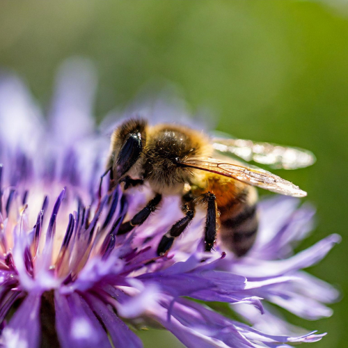 A wasp is sitting on top of a purple flower.