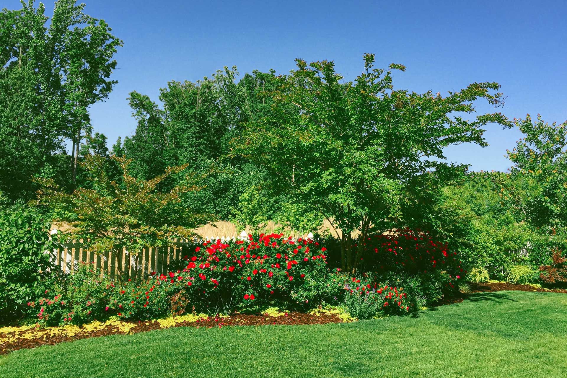 Lush green garden with red roses in bloom, trees, a fence, and bright blue sky.