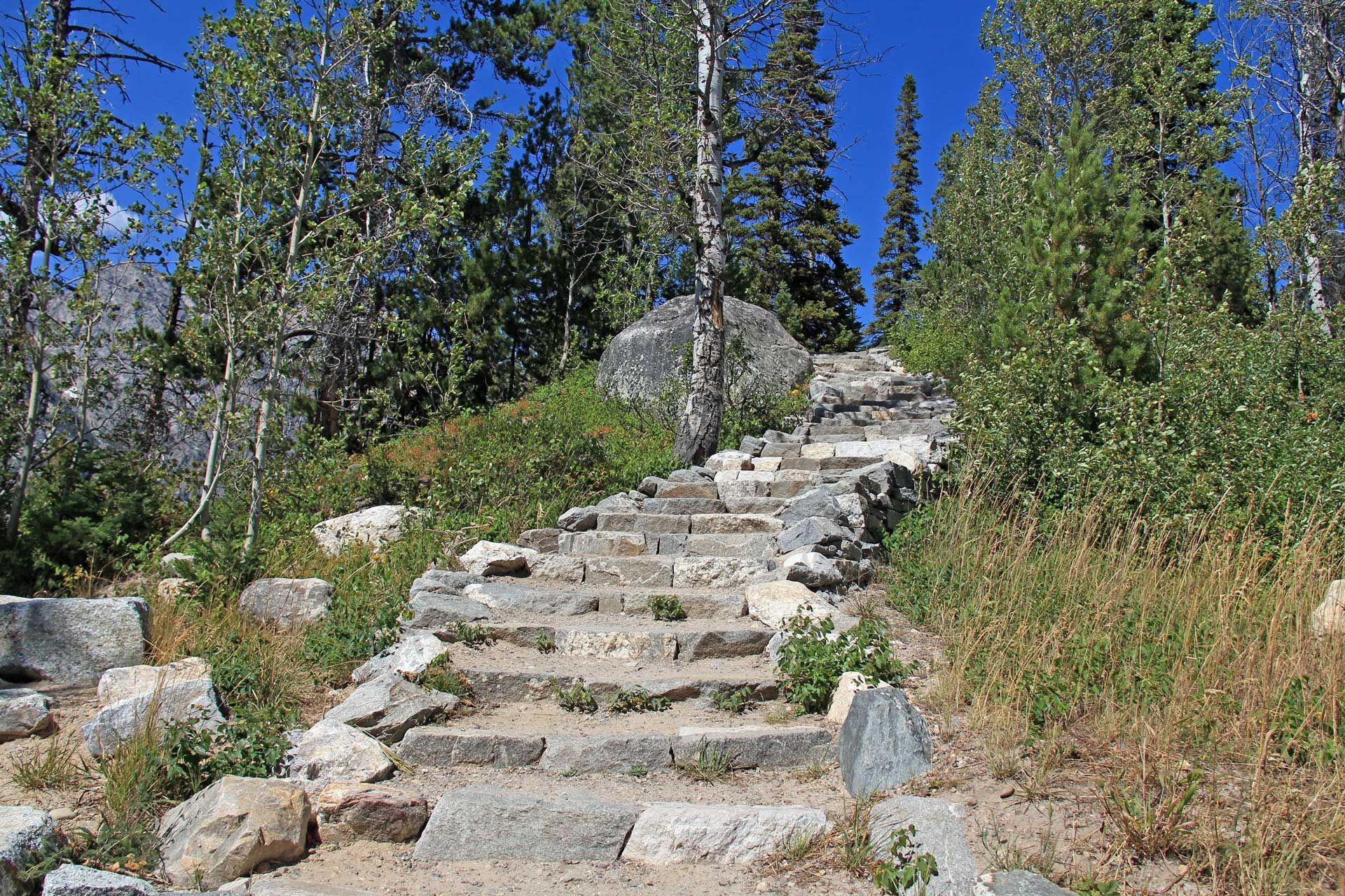Stone steps leading upwards through a forest, under a bright blue sky.