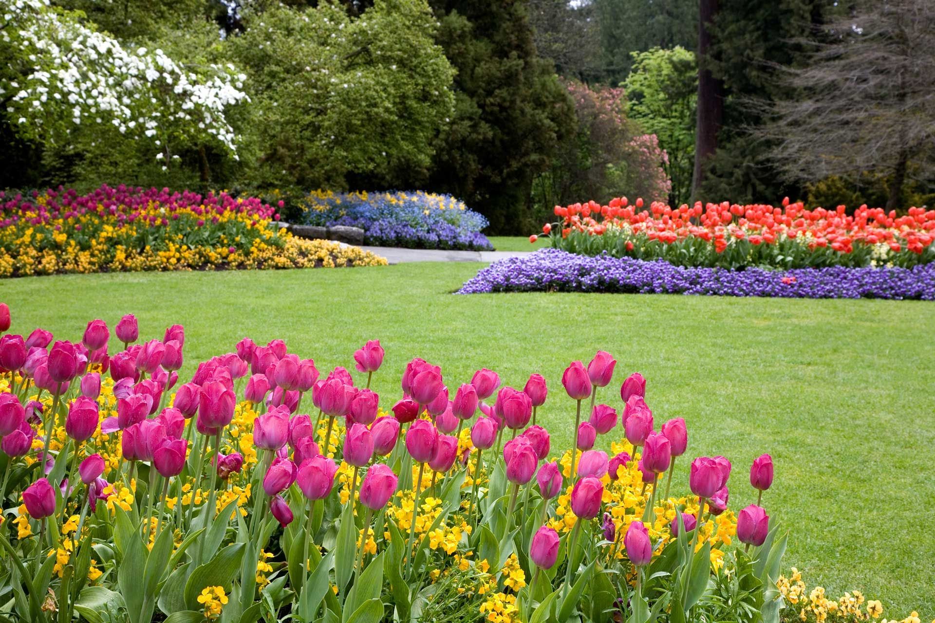 Lush garden with vibrant pink and yellow tulips, and colorful flower beds on green grass.