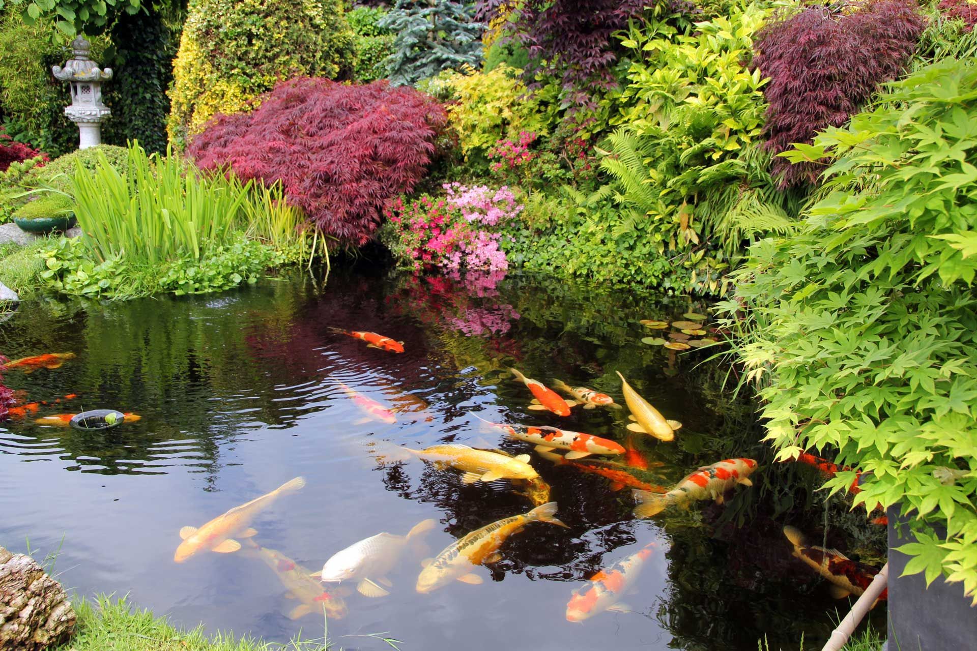 Koi fish swim in a vibrant garden pond surrounded by lush green and red foliage.
