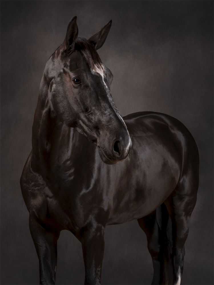 Fine art portrait of a horse