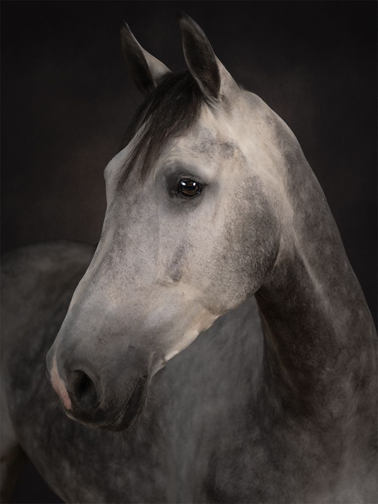 Fine art portrait of a horse