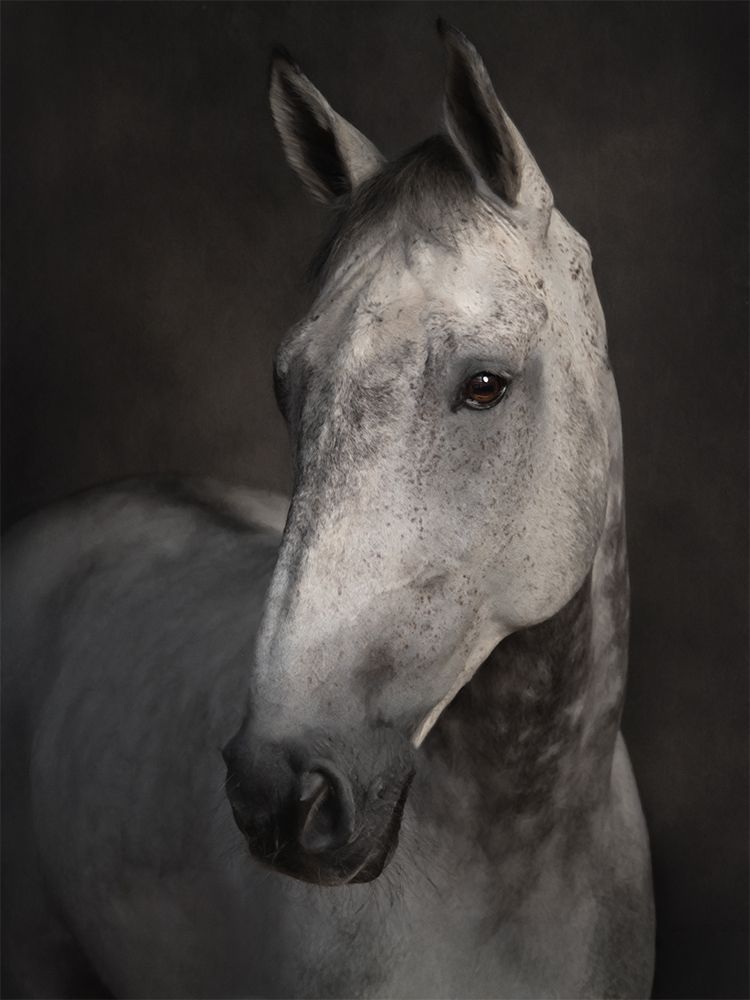 Fine art portrait of a horse