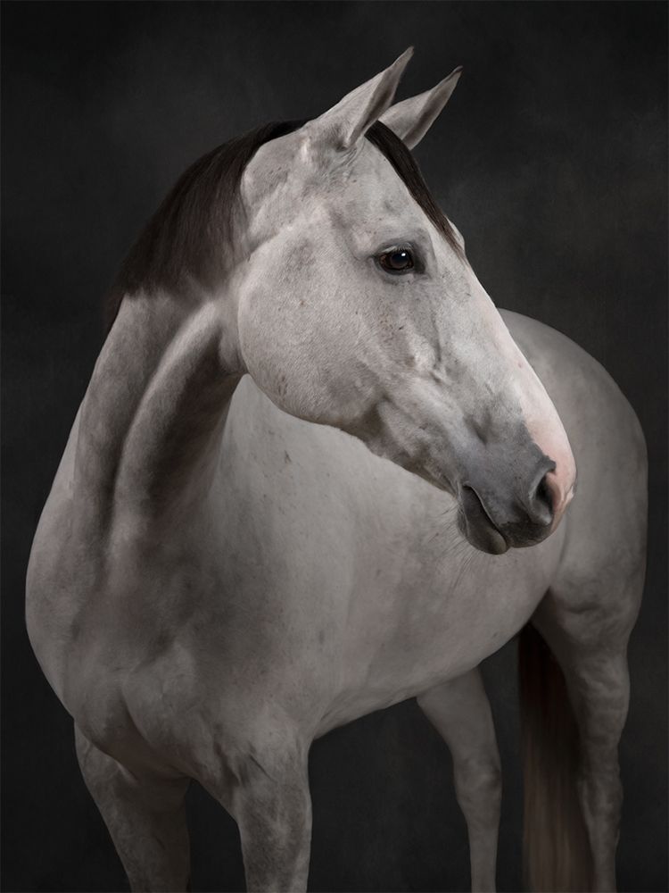Fine art portrait of a horse