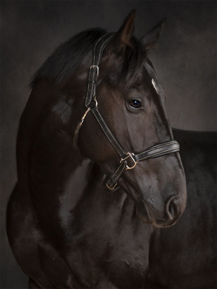 Fine art portrait of a horse
