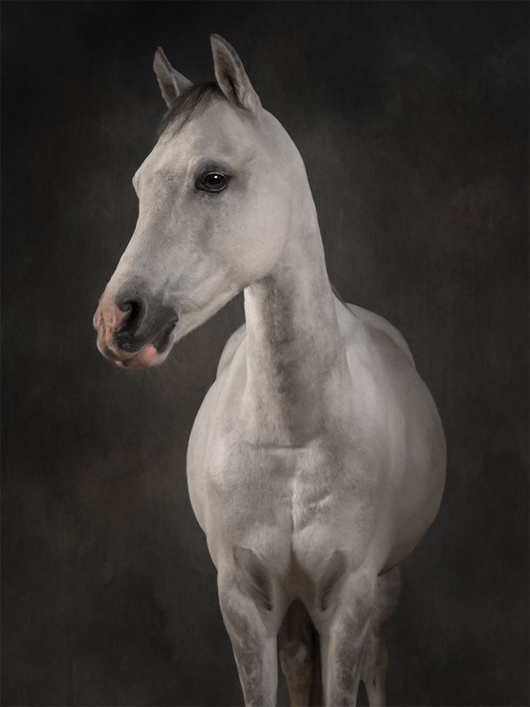 Fine art portrait of a horse