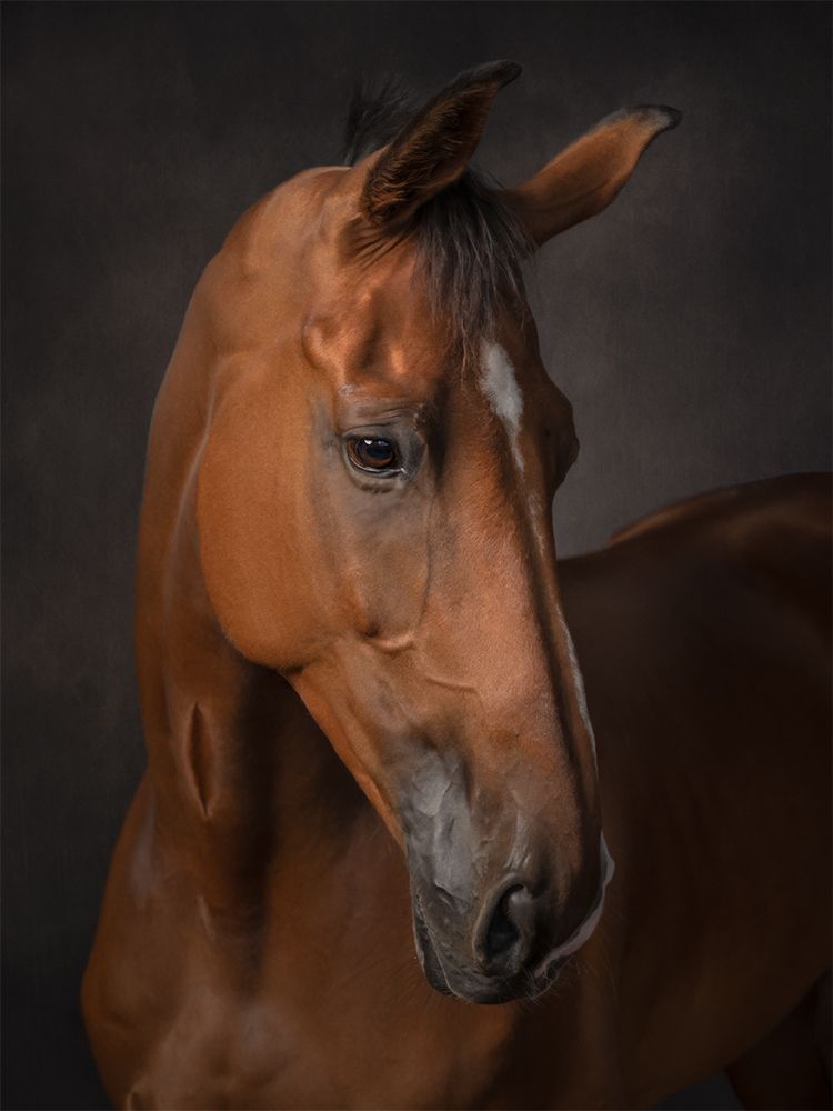 Fine art portrait of a horse