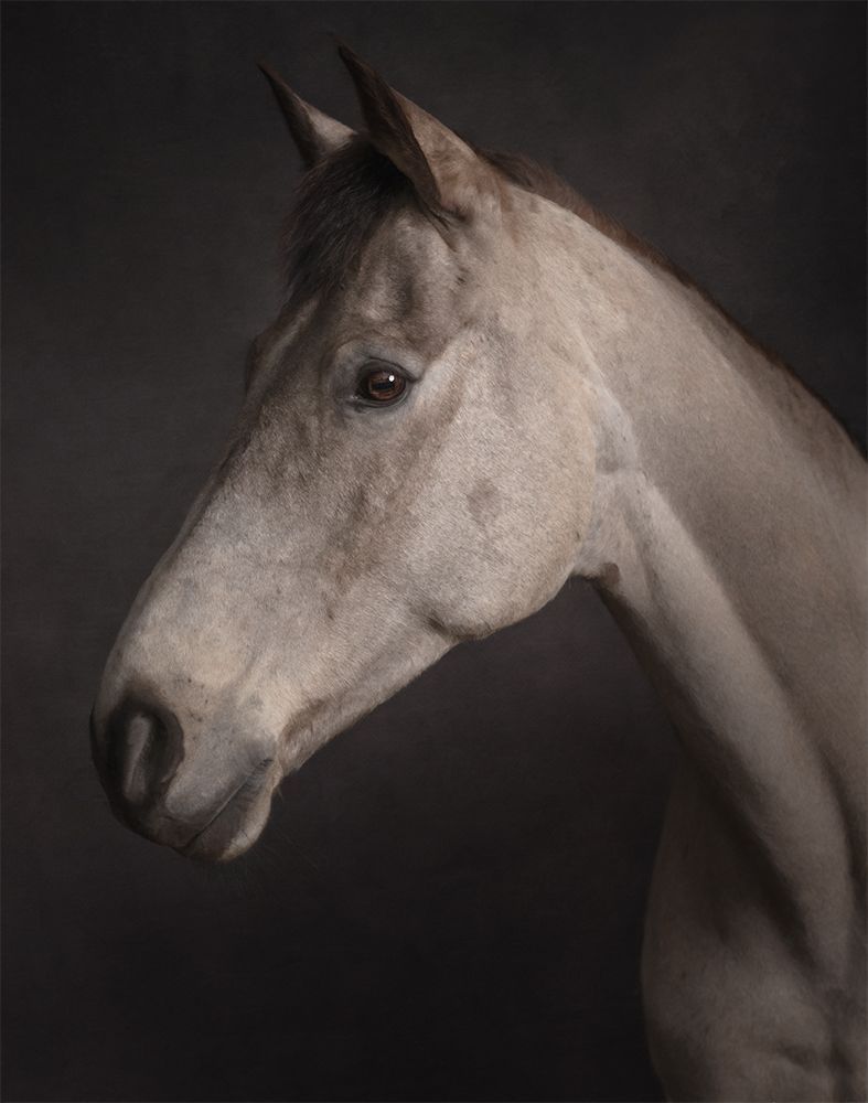 Fine art portrait of a horse