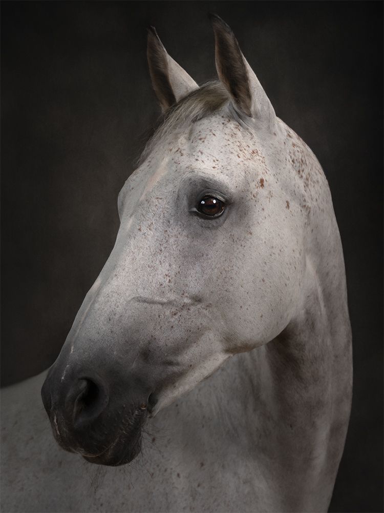 Fine art portrait of a horse