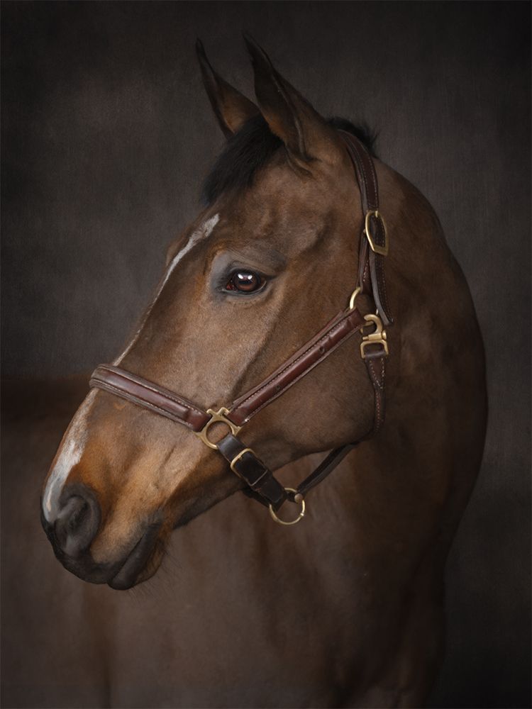 Fine art portrait of a horse