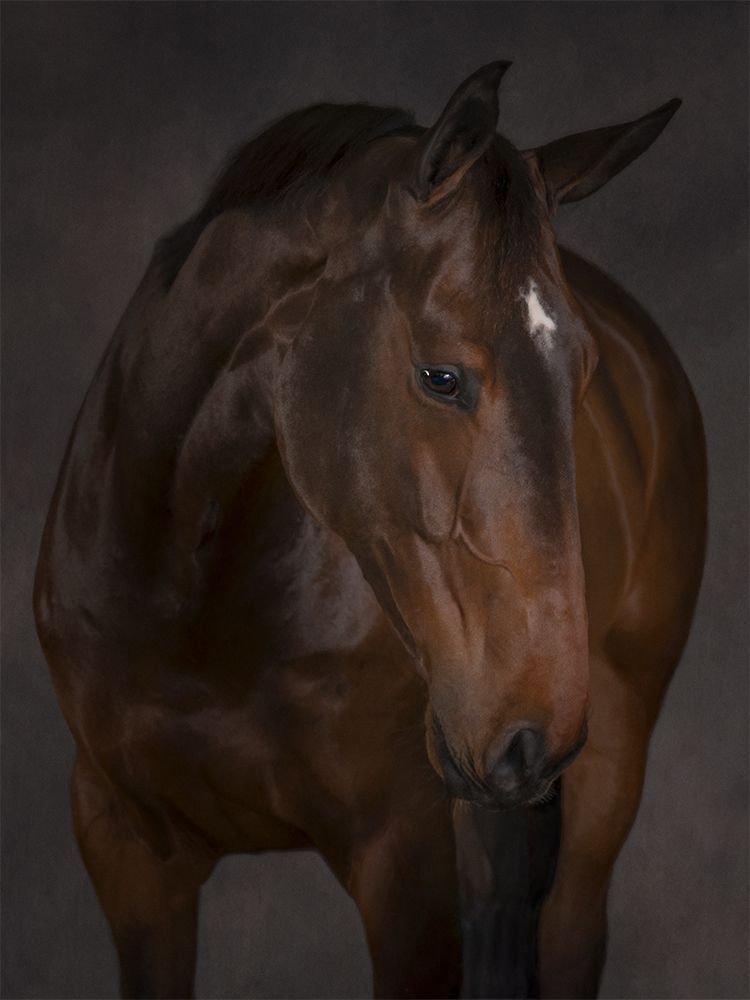Fine art portrait of a horse