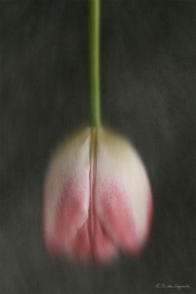 Still life of a tulip