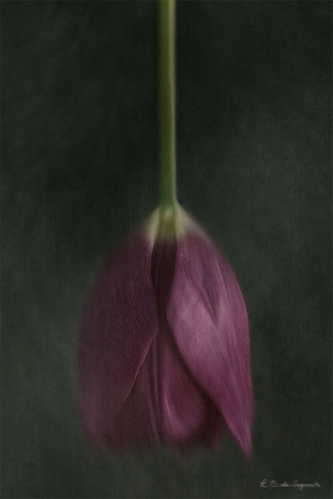 Still life of a tulip