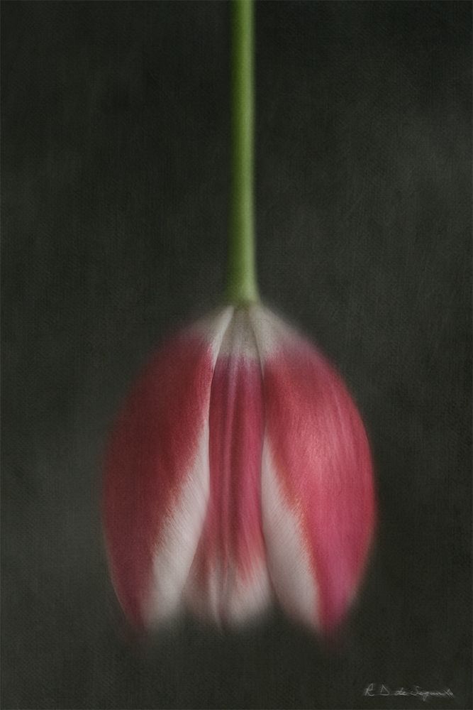 Still life of a tulip