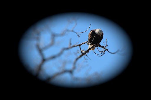 Bird perched on bare branches against a blurred blue sky.