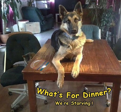 German shepherd lying on a dining table in a living room, with text “What’s For Dinner? We’re Starving!”