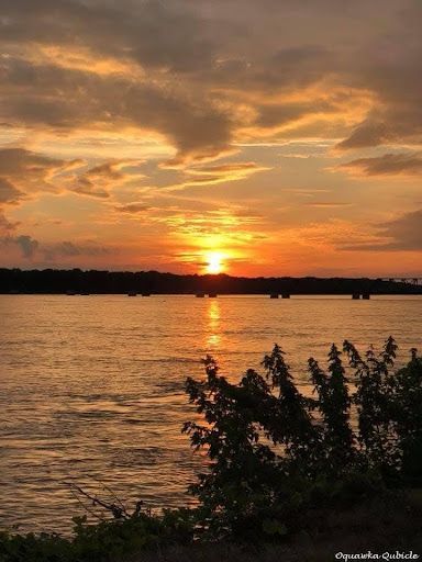 Sunset over a calm lake with golden clouds and silhouetted shoreline plants