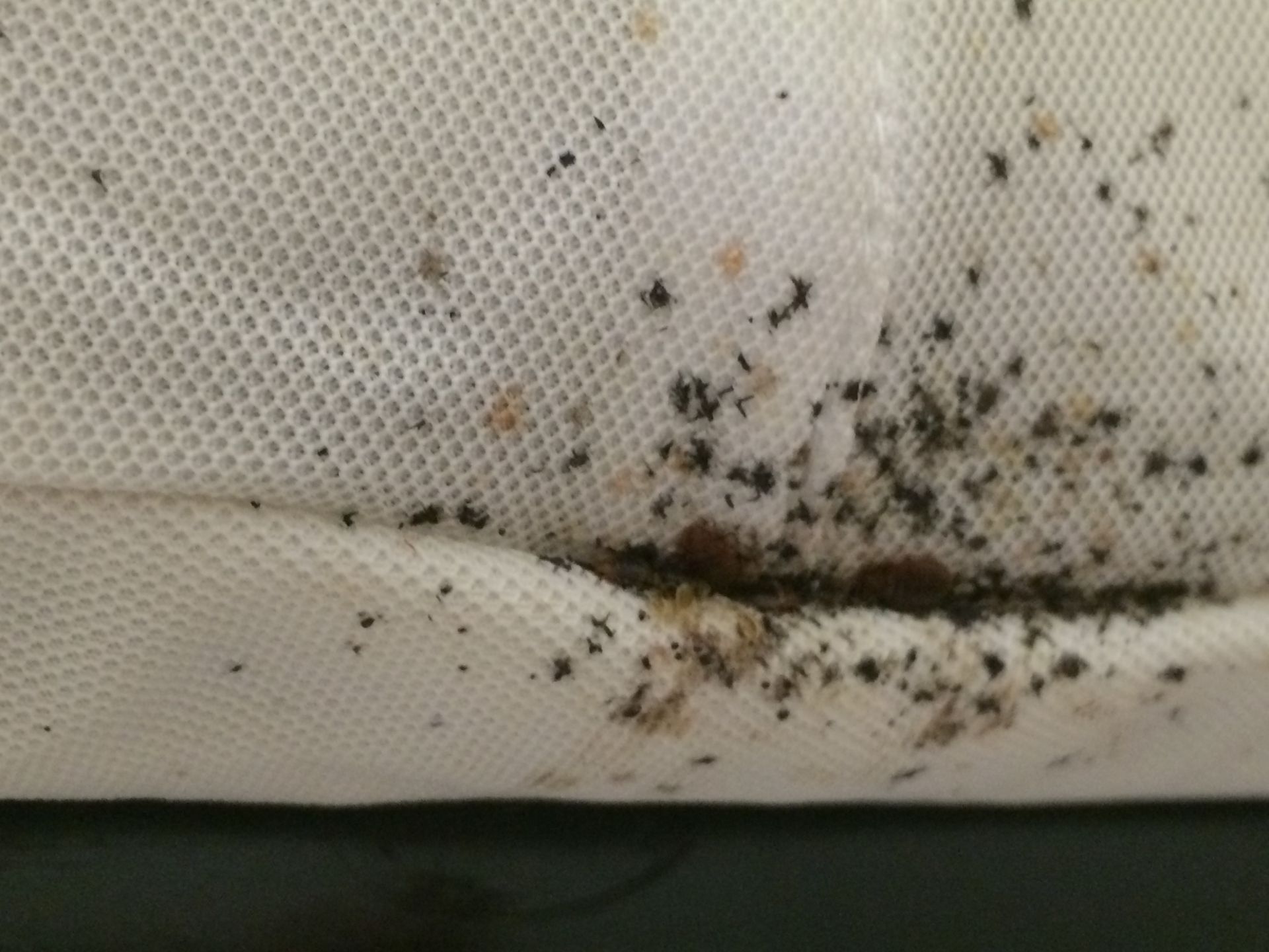 blood stains caused by bed bugs