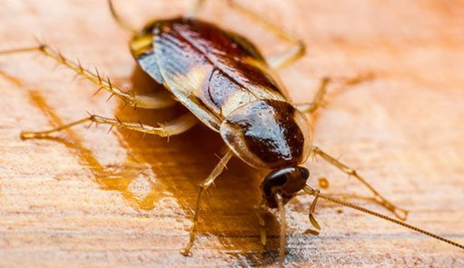 Bed Bug on Wooden Surface in Mount Olive, NC