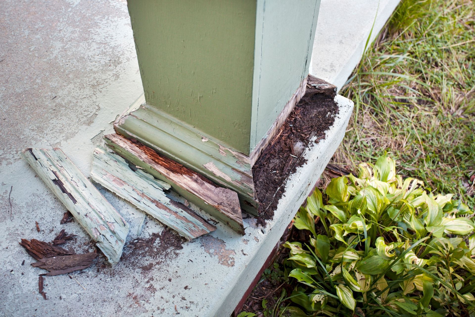 Termite Removal