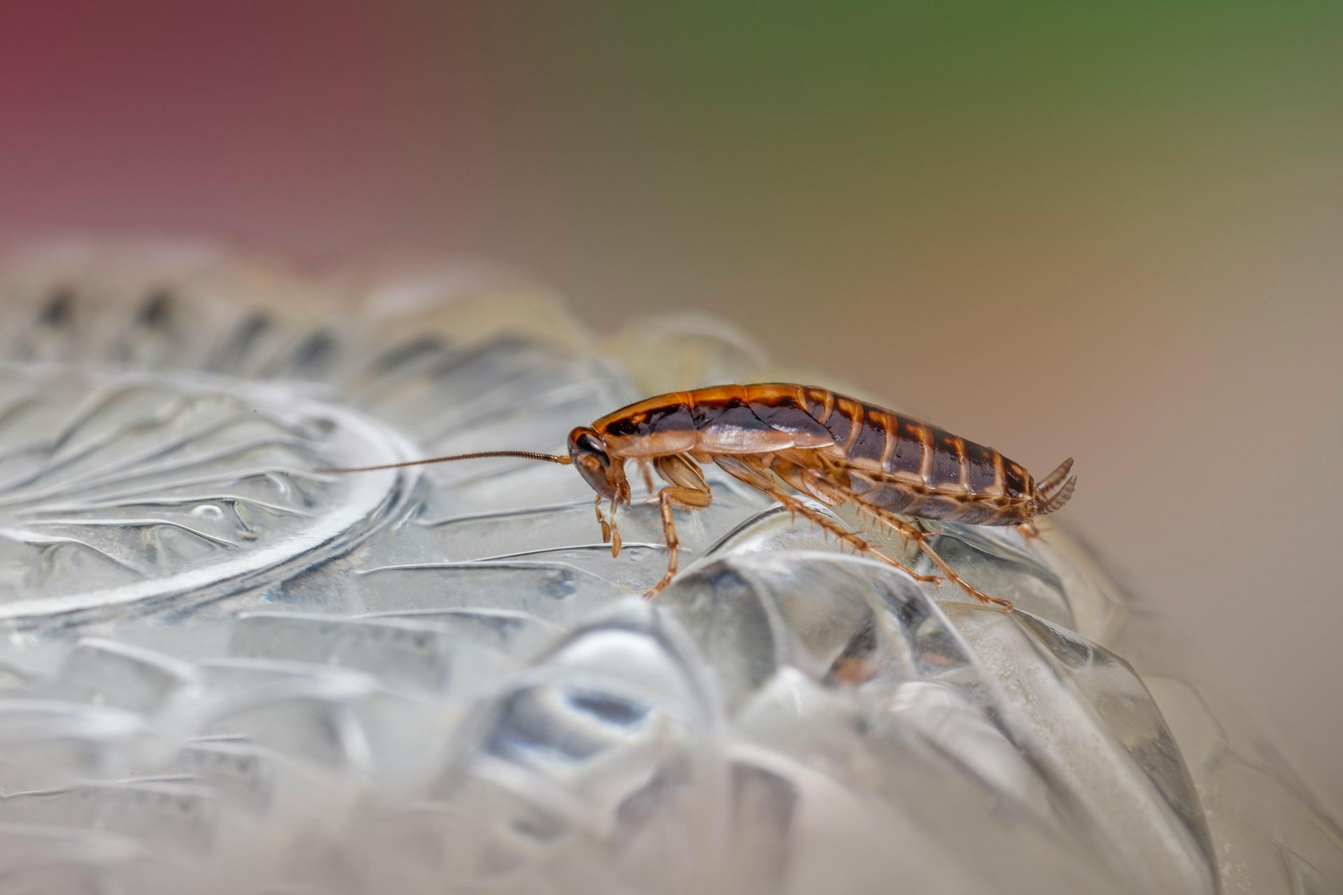Cockroach on Crystal Surface