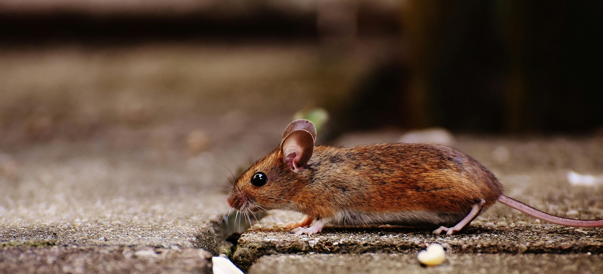 Mouse