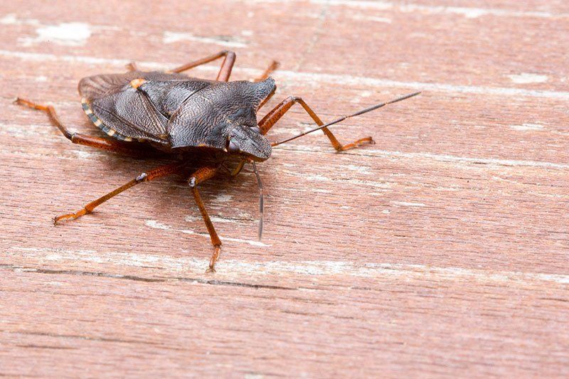 Cockroach