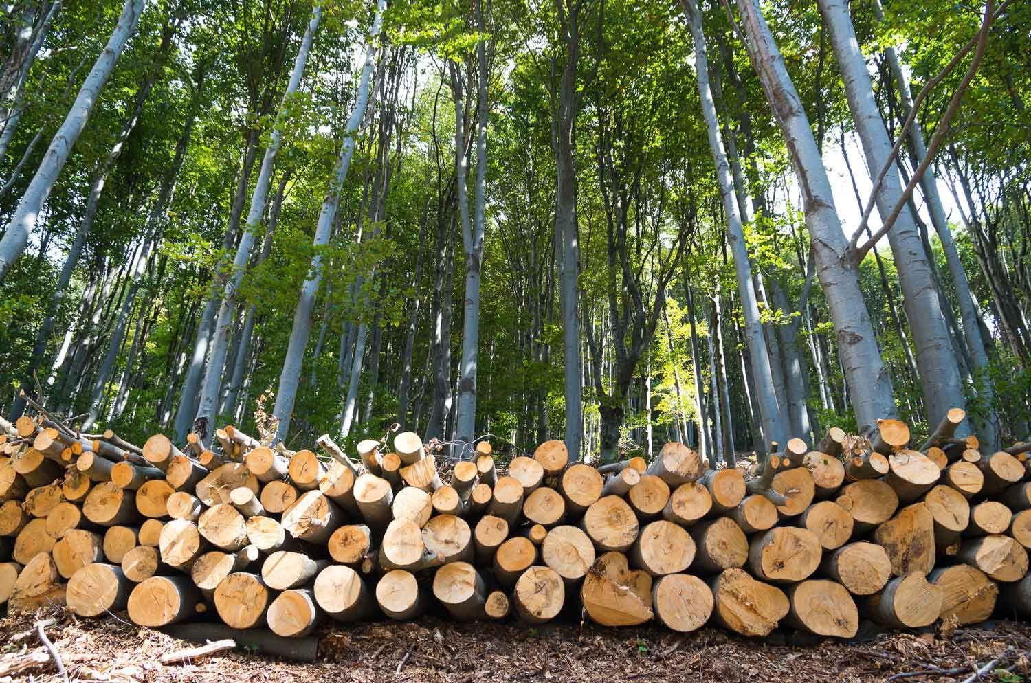 Wood Logs — Portland, OR — Sequoia Tree Service