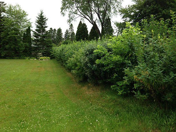 Un champ vert luxuriant avec des arbres en arrière-plan