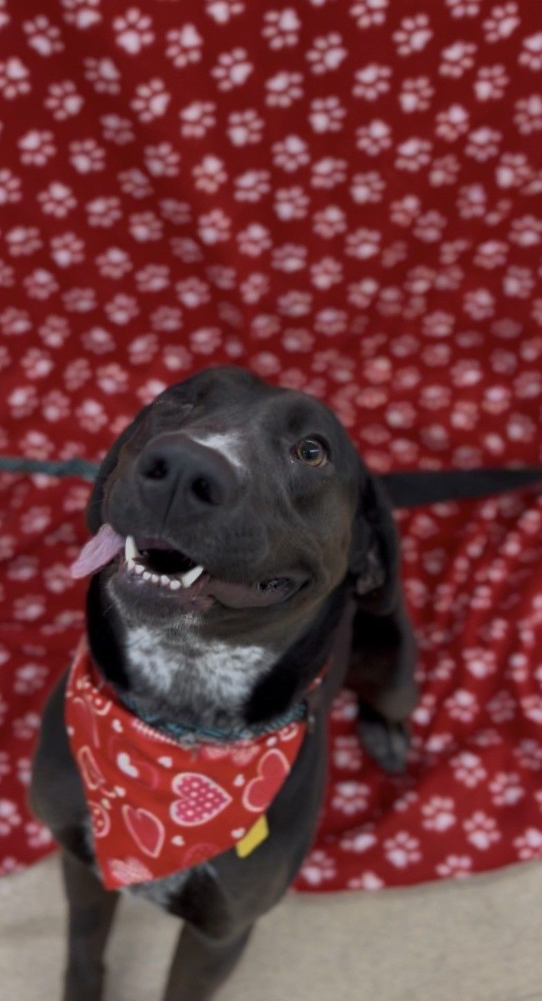 Dog that had to be rehomed at PMFAS