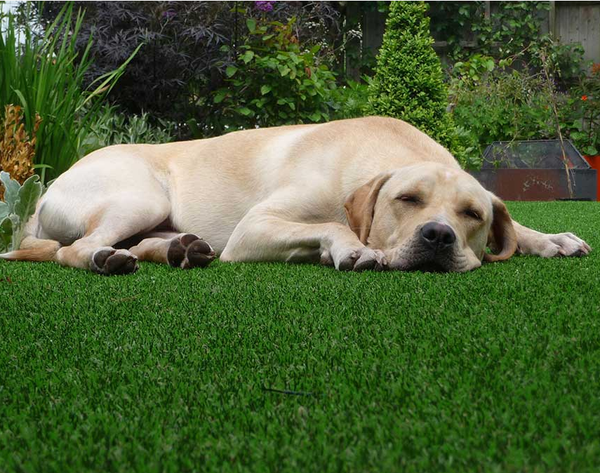 Antimicrobial infill helps keeps pet turf smelling fresh and clean! Safe non-toxic Pet turf installation La Habra