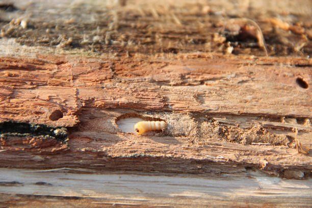 hoe komt houtworm in huis