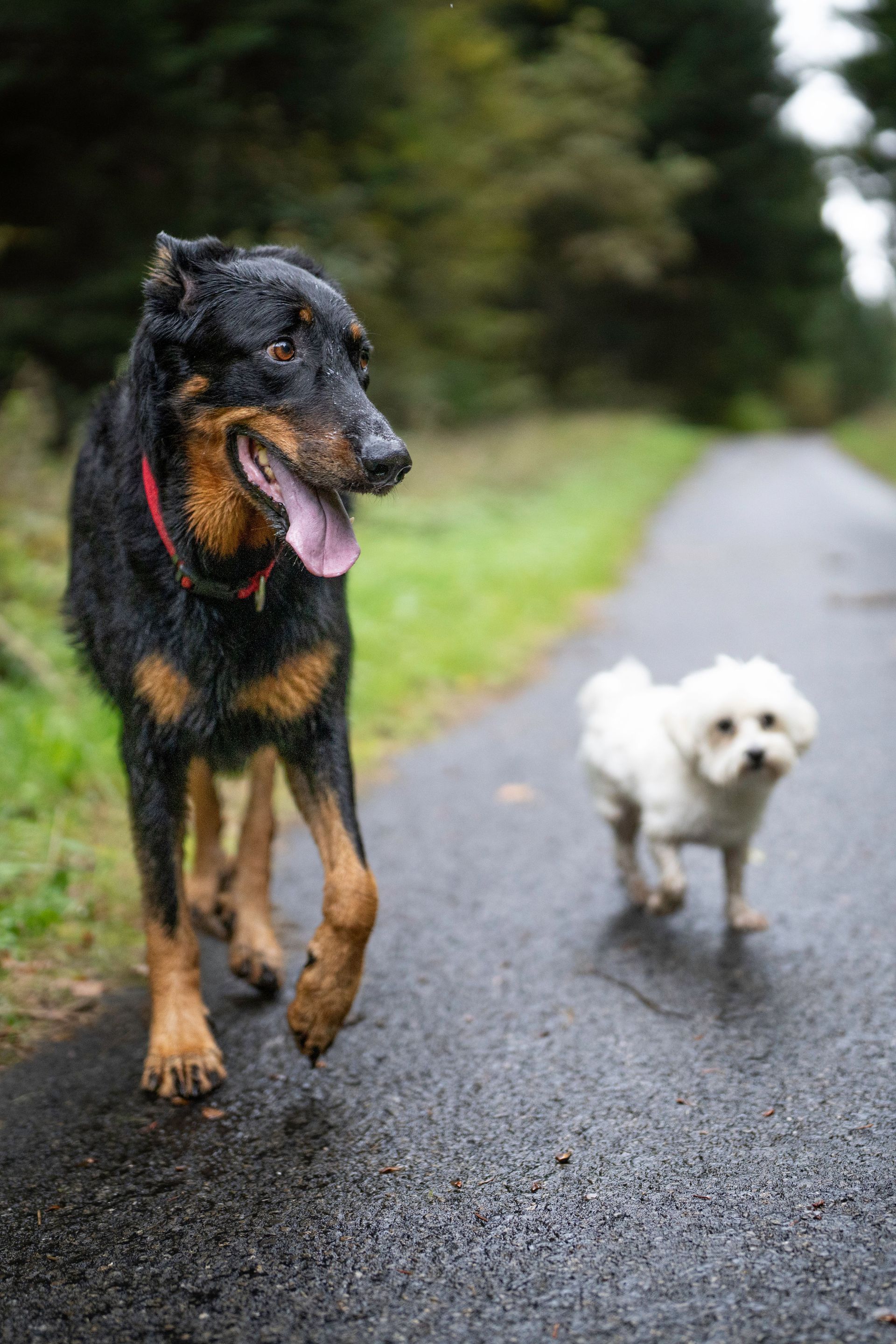 Black-and-tan dog and small white dog walking on a wet path in a park