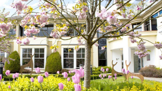 Blooming pink cherry trees in front of a house with white windows and a yellow flower garden.