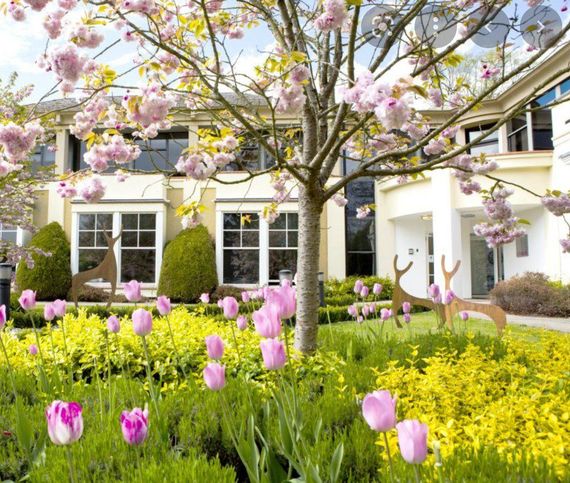 Blooming pink tulips in a sunny front garden with a flowering tree and house facade.