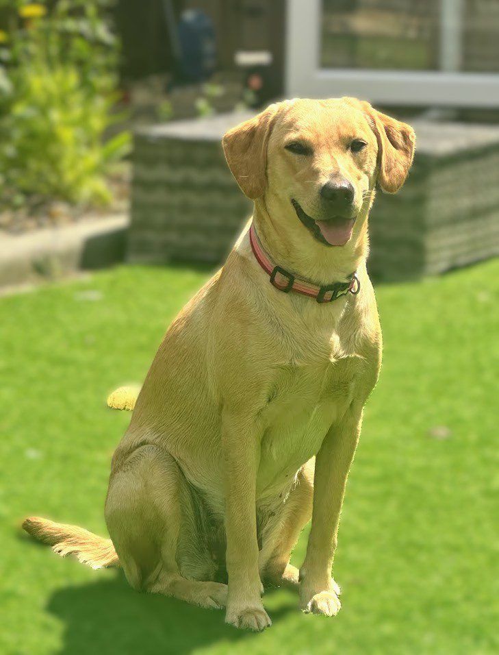 Golden Labrador sitting on green grass in a sunlit yard, wearing a red collar.