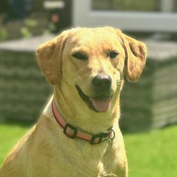 Yellow Labrador sitting on grass, wearing a red collar and panting with a happy expression